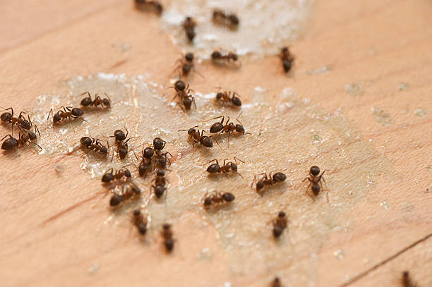 Best Ant Control Services  in Oak Ridge, NC